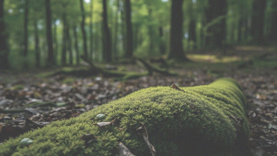 O jakich kwestiach prawnych należy pamiętać przy zbieraniu mchu?